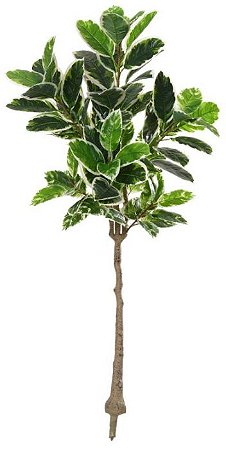 Planta Àrvore Artificial Ficus Elástica Real Toque X82 Verde Creme 1,5m