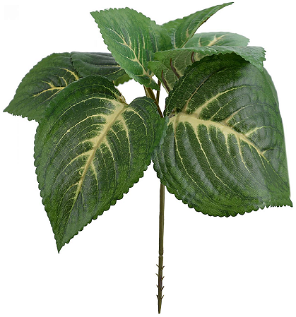 Folhagem Coleus Pick Forracao X10 Verde 20cm