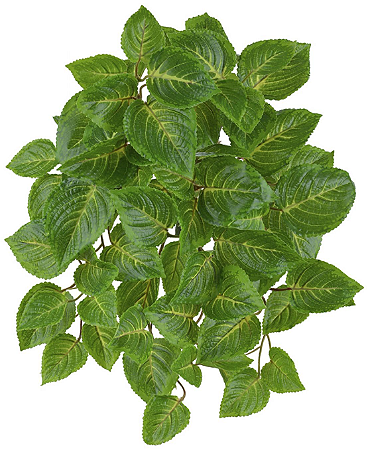 Folhagem Coleus Real Toque Pendurar UV X75 Verde 43cm