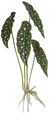 Planta Artificial Begonia Real Toque C/Raiz X4 Verde Purpura 68cm