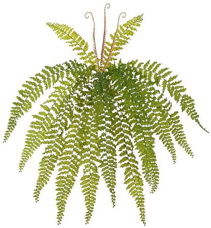 Planta Artificial Folhagem Samambaia C/Print Plastico X14 Verde 69cm