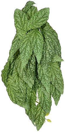 Planta Artificial Folhagem Begonia Maculata Pendurar X29 Verde Creme 45cm