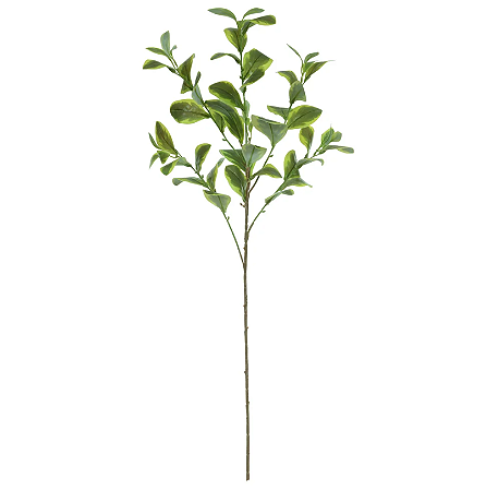 Planta Artificial Galho Clusia Real Toque X53 (verde creme) 90cm