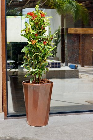 Vaso Londres