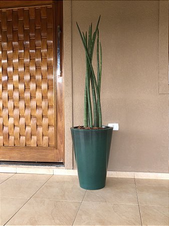 Vaso Cone