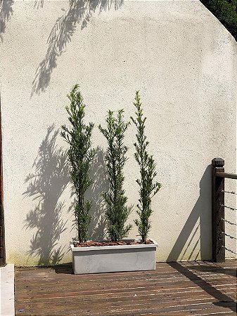 Jardineira com Borda