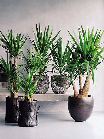 Vaso Decorativo com Planta - Samá Smart Pro - Casa e Decor