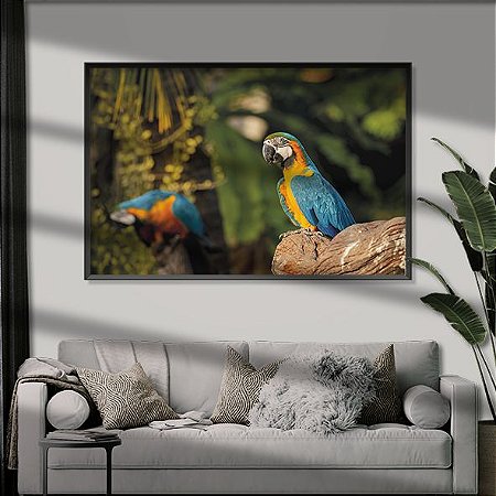 Arara Canindé