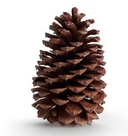 Pinha Natural