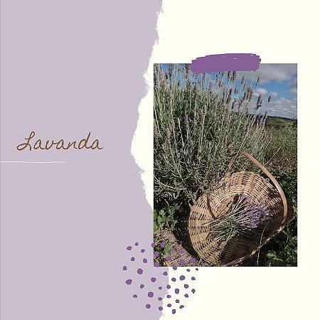 Buquê de Lavanda - (Lavandula dentata)