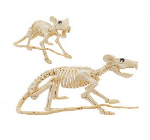 Esqueleto Rato com Rabo Halloween