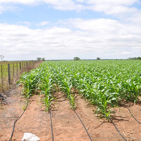 Sistema de Irrigação por Gotejamento