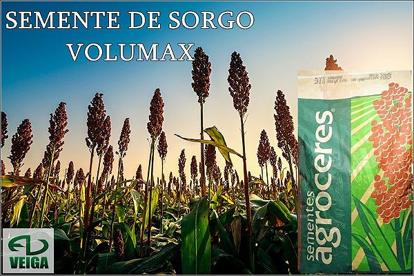 SEMENTE DE SORGO VOLUMAX