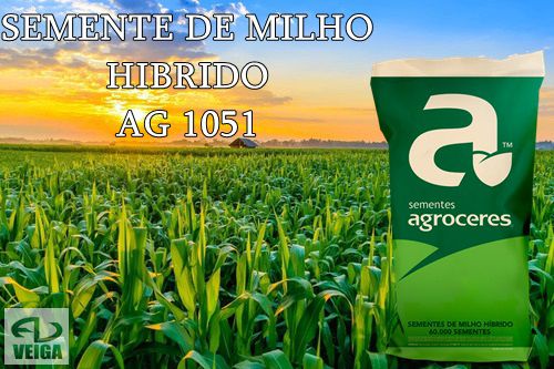 SEMENTE DE MILHO HIBRIDO AG1051