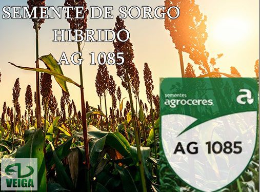 SEMENTE DE SORGO AG1085