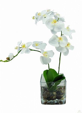 Orquídea Phaleonópolis