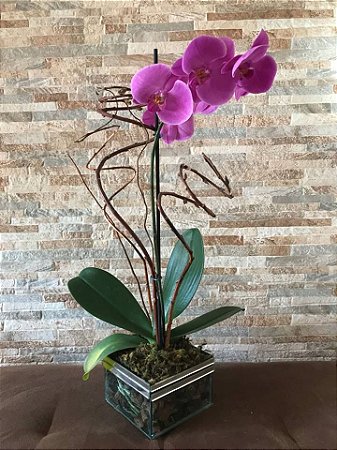Orquídea Glamourosa
