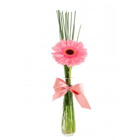 Gerbera Apaixonante