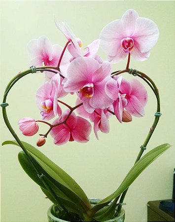 Orquidea Coração