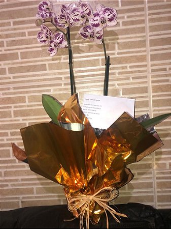 Orquídea Phalænopsis