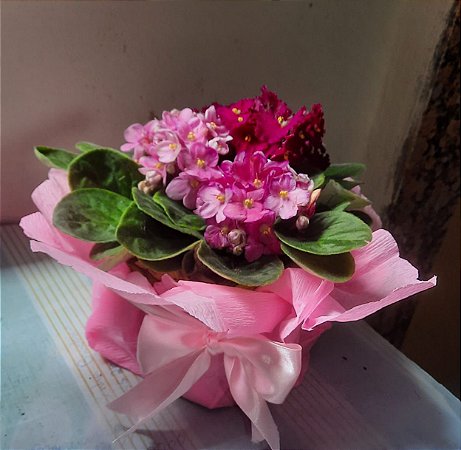 Paixão de Violetas