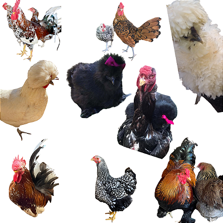 Ovos Galados Supresa / Mix Raças Puras - Pague 6 Leve 7 ovos