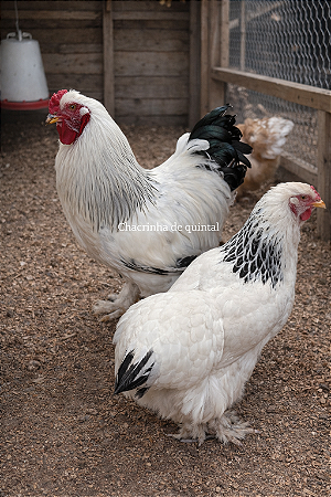 Ovos Galados Brahma - Pague 6 Leve 7 ovos