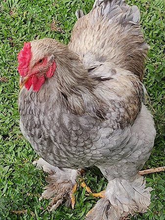 Ovos Galados Brahma - Pague 6 Leve 7 ovos