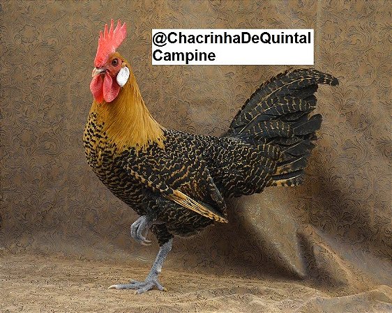 Ovos Galados Campine - Pague 6 Leve 7 ovos