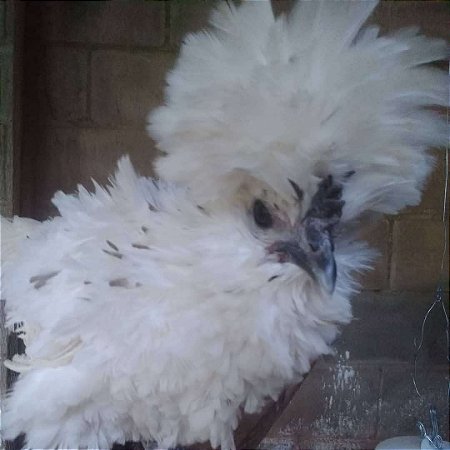 Ovos Galados Frisada / Frizzle - Pague 6 Leve 7 ovos