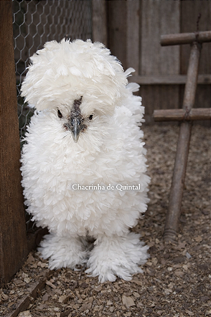 Ovos Galados Frisada / Frizzle - Pague 6 Leve 7 ovos