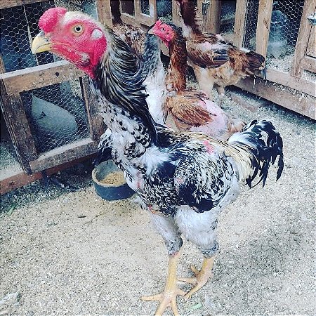 Ovos Galados Indio Gigante - Pague 6 Leve 7 ovos