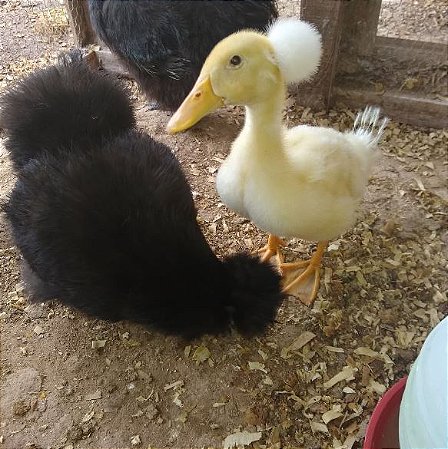 Ovos Galados Marreco Pompom - Pague 6 Leve 7 ovos