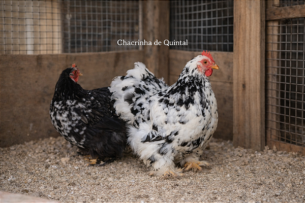 Ovos Galados Mini Cochin - Pague 6 Leve 7 ovos