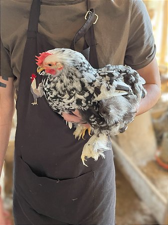 Ovos Galados Mini Cochin - Pague 6 Leve 7 ovos