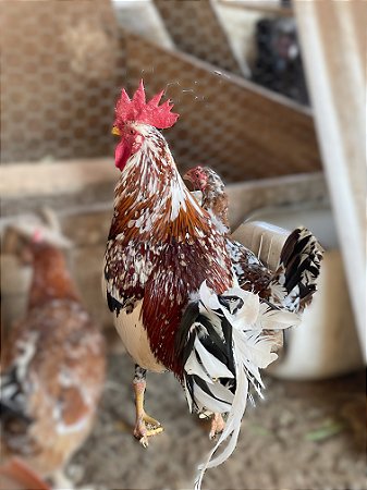 Ovos Galados Musico - Pague 6 Leve 7 ovos