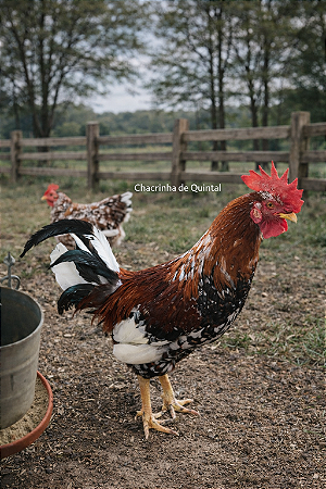 Ovos Galados Musico - Pague 6 Leve 7 ovos