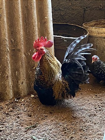 Ovos Galados Nagasaki - Pague 6 Leve 7 ovos