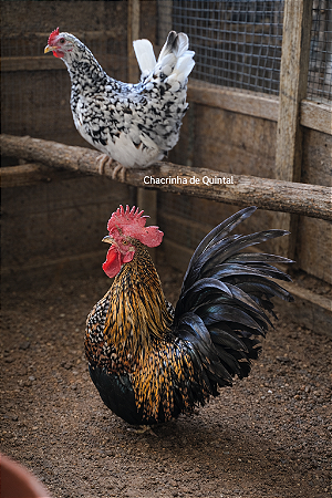 Ovos Galados Nagasaki - Pague 6 Leve 7 ovos