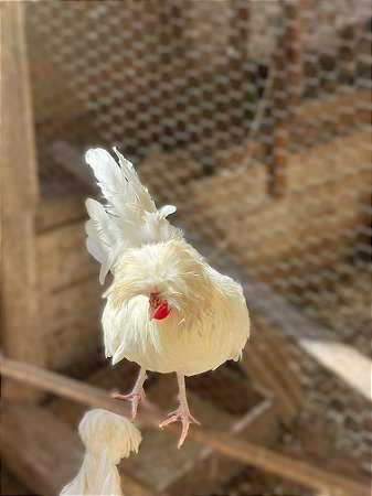 Ovos Galados Polones - Pague 6 Leve 7 ovos