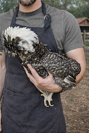 Ovos Galados Polones - Pague 6 Leve 7 ovos
