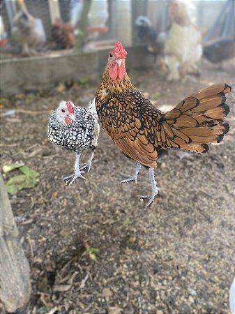 Ovos Galados Sebrigth - Pague 6 Leve 7 ovos