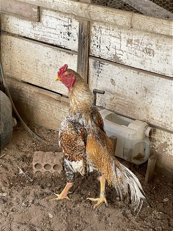 Ovos Galados Shamo - Pague 6 Leve 7 ovos