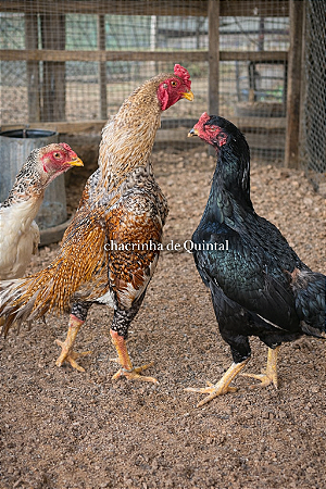 Ovos Galados Shamo - Pague 6 Leve 7 ovos