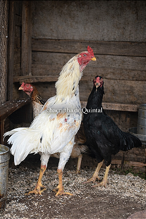 Ovos Galados Tailandes - Pague 6 Leve 7 ovos