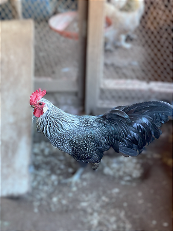 Ovos Galados Campine - Pague 12 Leve 14