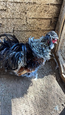 Ovos Galados Frisada / Frizzle - Pague 12 Leve 14