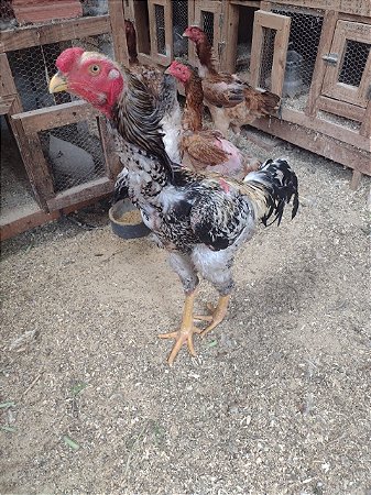 Ovos Galados Indio Gigante - Pague 12 Leve 14