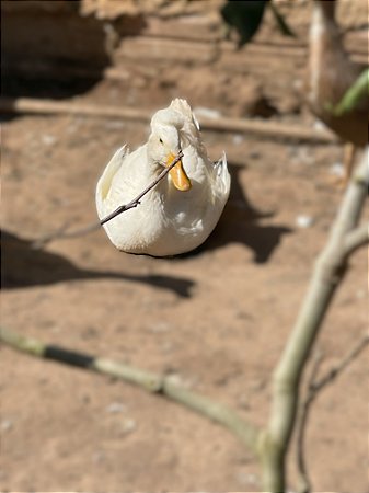 Ovos Galados Marreco Pompom - Pague 12 Leve 14