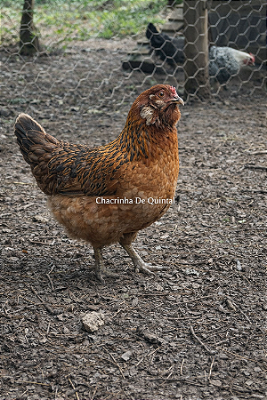 Ovos Galados Ameuricana - Ovos cor verde - Pague 6 Leve 7